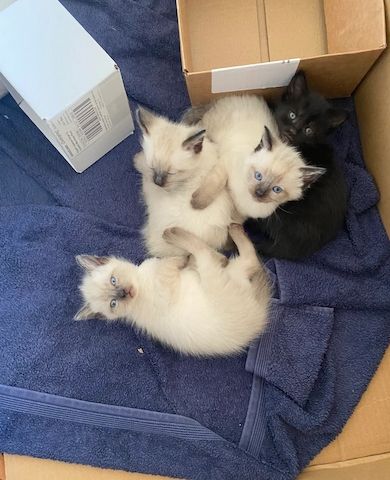 3 Birma-Kätzchen