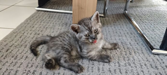 Kleine katzenbabys sucht liebevolles Zuhause