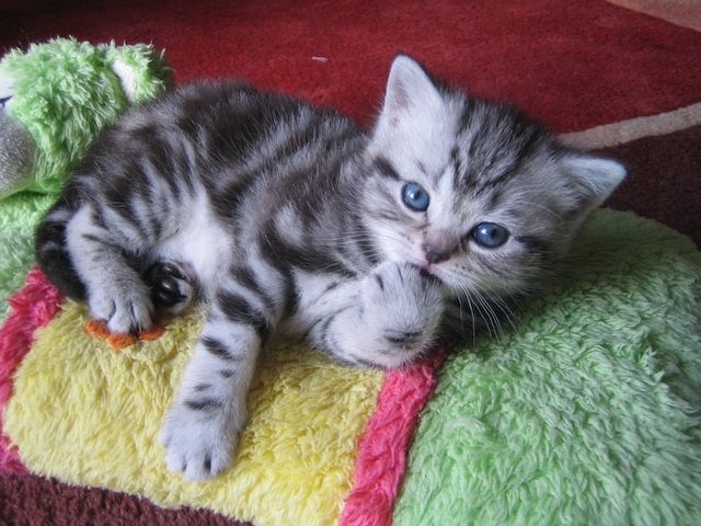 BKH-Kitten mit dem Stammbaum