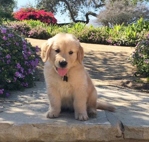 Golden Retriever