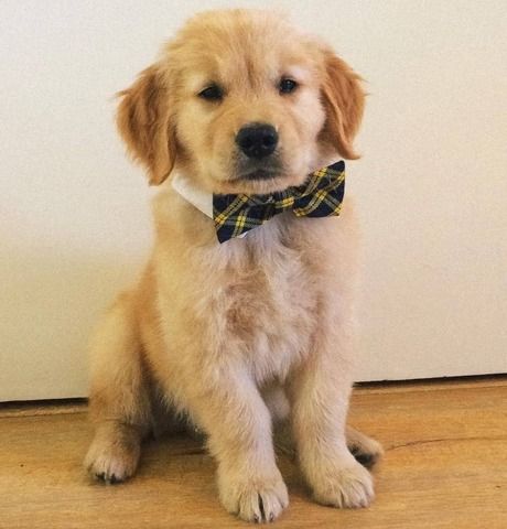 Entzückender Golden Retriever Welpe