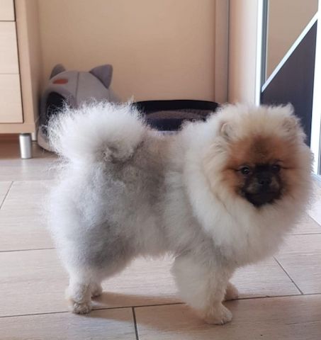  Super Pomeranian Zwergspitz-Teddywelpe