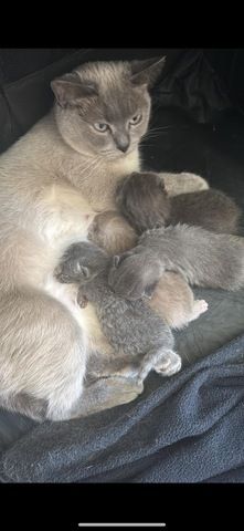 4 süße BKH Kitten suchen ab Mitte Juli ein neues zu Hause!