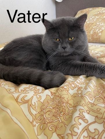 4 süße BKH Kitten suchen ab Mitte Juli ein neues zu Hause!