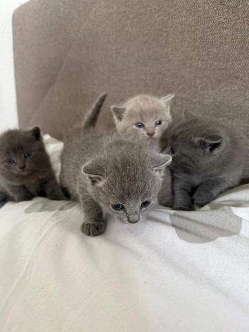 4 süße BKH Kitten suchen ab Mitte Juli ein neues zu Hause!