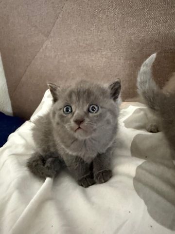 4 süße BKH Kitten suchen ab Mitte Juli ein neues zu Hause!