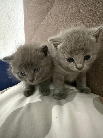 4 süße BKH Kitten suchen ab Mitte Juli ein neues zu Hause!