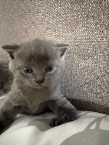 4 süße BKH Kitten suchen ab Mitte Juli ein neues zu Hause!