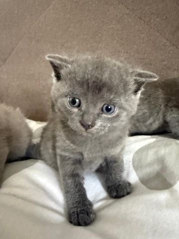 4 süße BKH Kitten suchen ab Mitte Juli ein neues zu Hause!