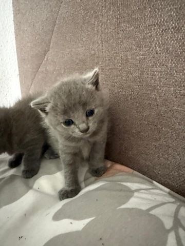 4 süße BKH Kitten suchen ab Mitte Juli ein neues zu Hause!