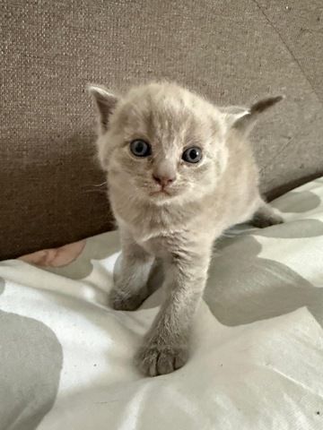 4 süße BKH Kitten suchen ab Mitte Juli ein neues zu Hause!