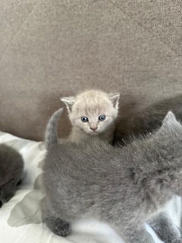 4 süße BKH Kitten suchen ab Mitte Juli ein neues zu Hause!