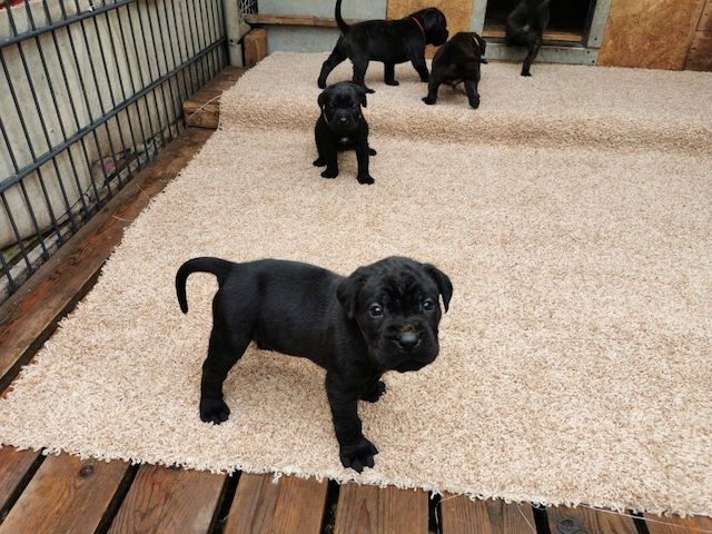 Boxer Cane Corso Mix