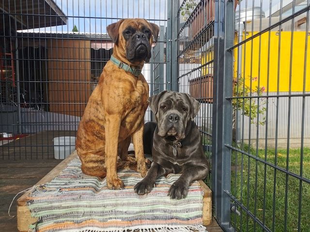 Boxer Cane Corso Mix