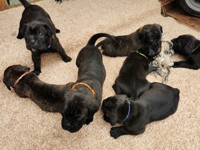 Boxer Cane Corso Mix