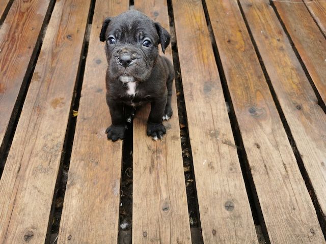 Boxer Cane Corso Mix