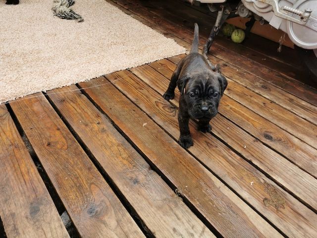 Boxer Cane Corso Mix