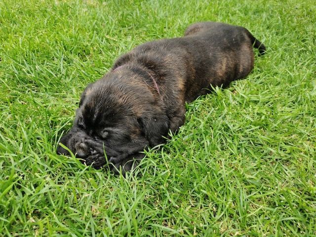 Boxer Cane Corso Mix
