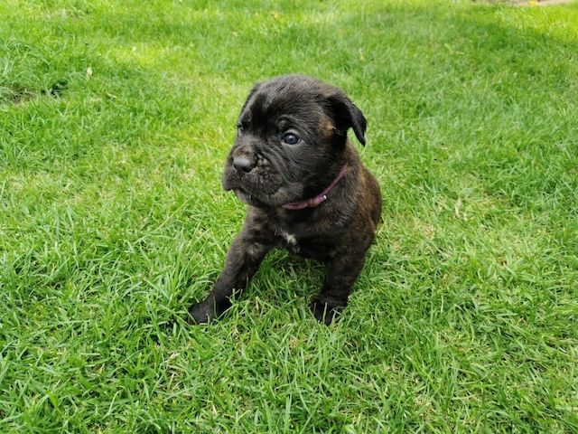 Boxer Cane Corso Mix