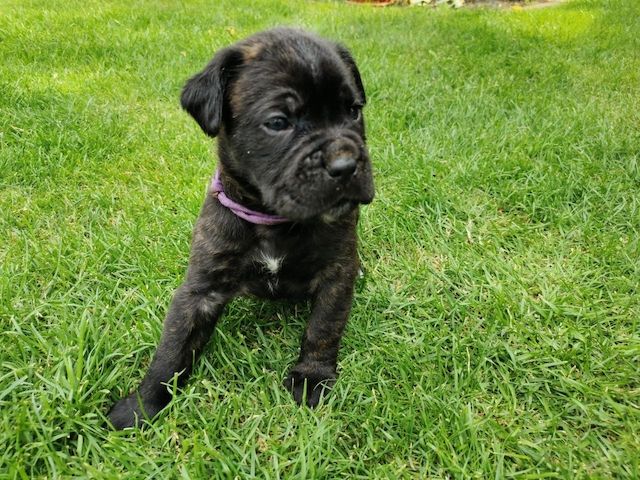 Boxer Cane Corso Mix