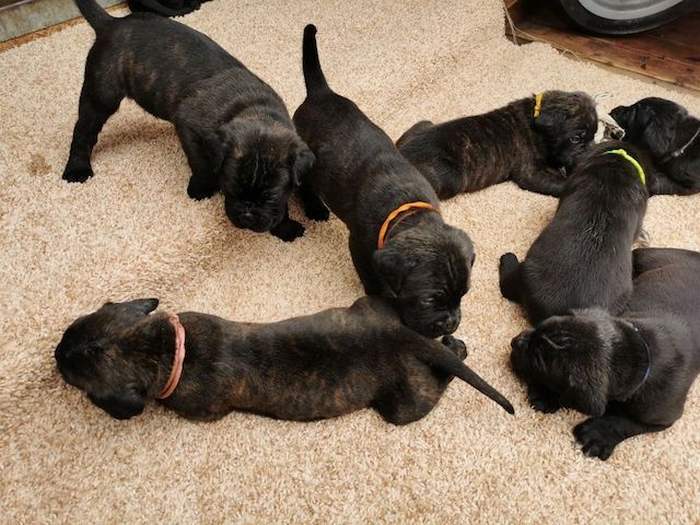 Boxer Cane Corso Mix
