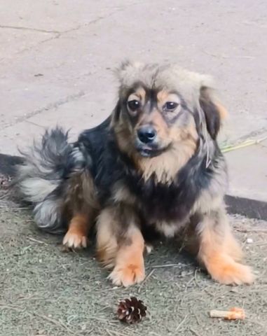Roxy, a.d.Tierschutz, sucht ihr Happy-Home