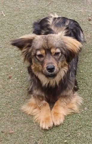 Roxy, a.d.Tierschutz, sucht ihr Happy-Home