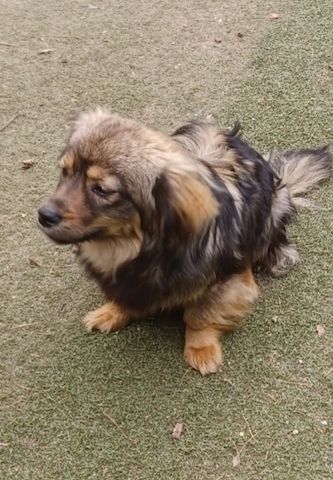 Roxy, a.d.Tierschutz, sucht ihr Happy-Home