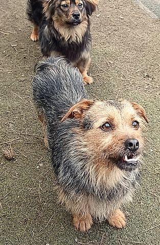 Star, a.d.Tierschutz, ca.25cm Schulterhöhe, sucht Happy-Home