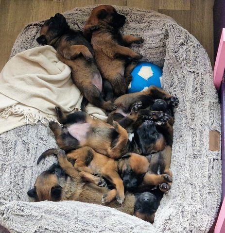 Belgische Schäferhundwelpen Mitte Juli abzugeben