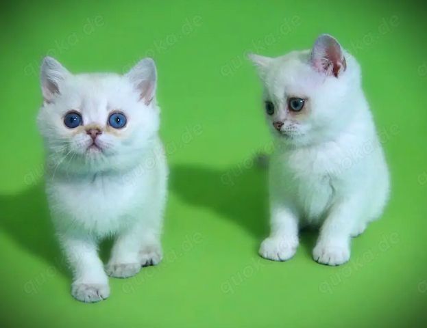 Supersüße Kitten mit blauen Augen BKH seal-silver-shaded-point ns 11 33 reinrassig!