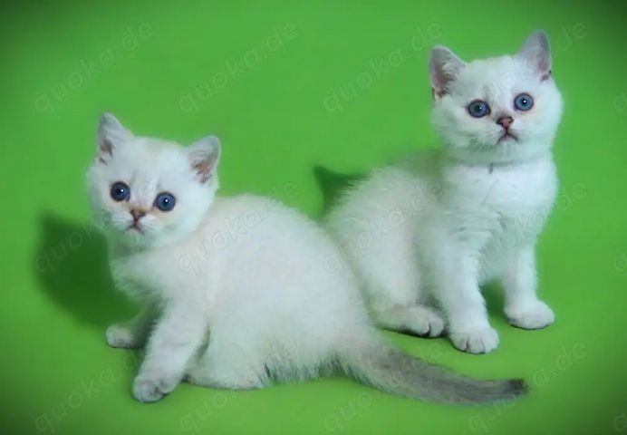 Supersüße Kitten mit blauen Augen BKH seal-silver-shaded-point ns 11 33 reinrassig!