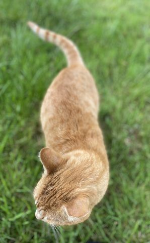 Taiga sucht ein Zuhause