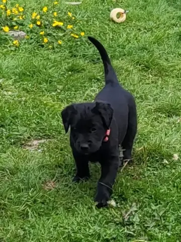 Labrador/Deutsche Dogge x Bullmastiff