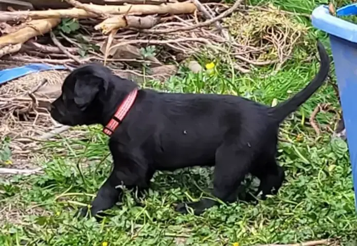 Labrador/Deutsche Dogge x Bullmastiff
