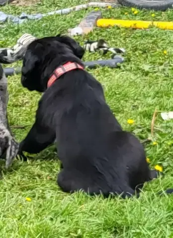 Labrador/Deutsche Dogge x Bullmastiff