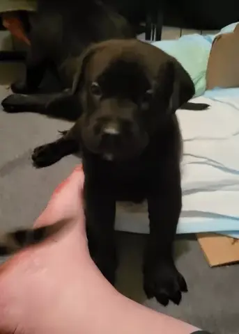 Labrador/Deutsche Dogge x Bullmastiff