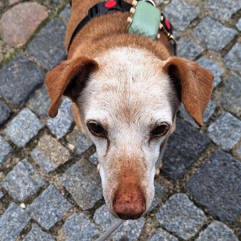 Josh lieber kleiner Schatz