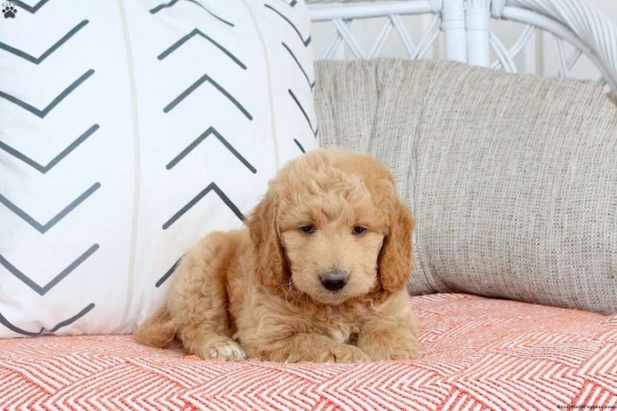 Miniatur-Goldendoodle-Welpe