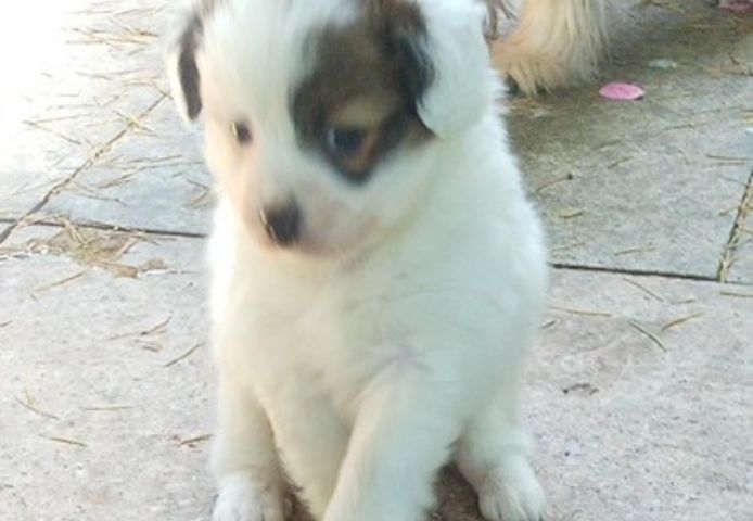 Papillon Welpen