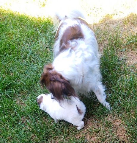 Papillon Welpen