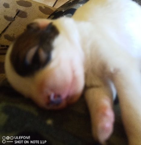 Papillon Welpen