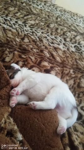 Papillon Welpen