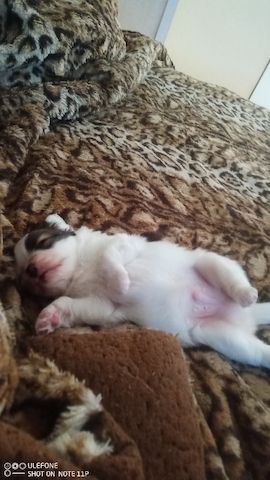 Papillon Welpen