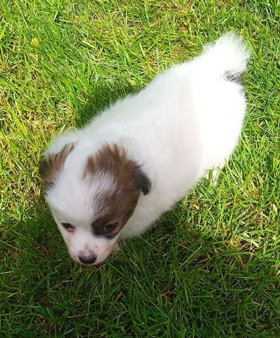 Papillon Welpen