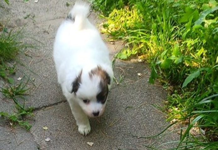 Papillon Welpen