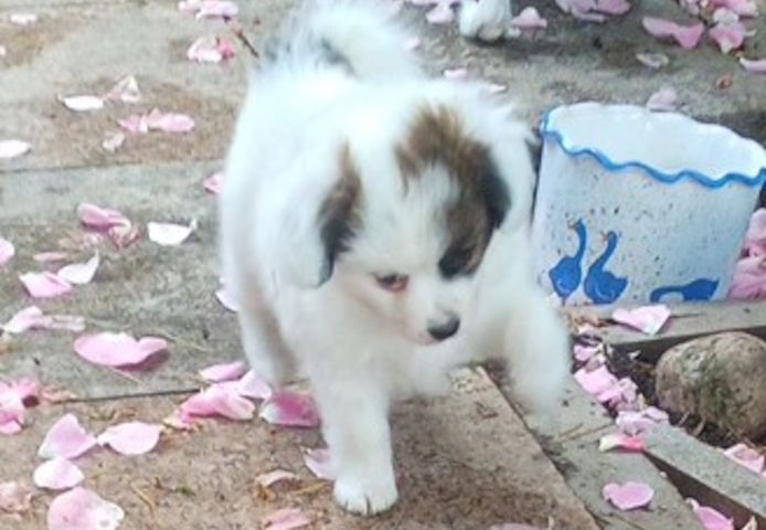 Papillon Welpen