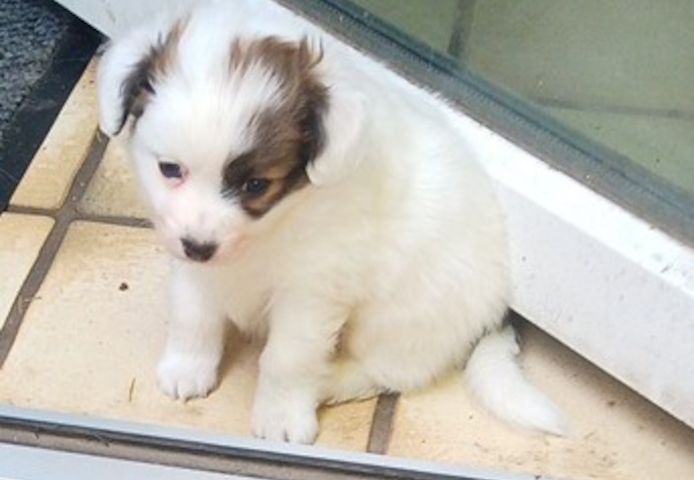Papillon Welpen