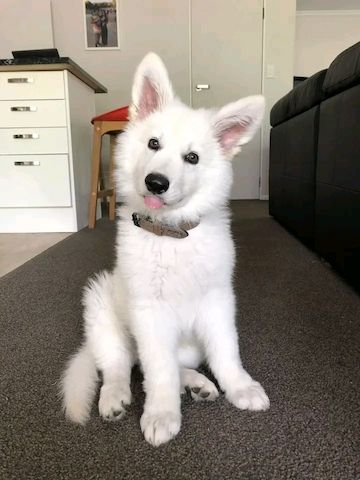 Deutscher Schäferhund