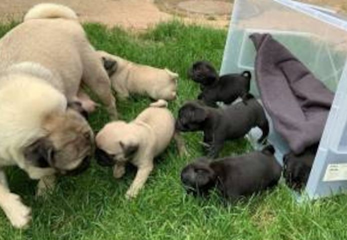 Erhältlich Mini Mops Welpen Beige und schwarz 